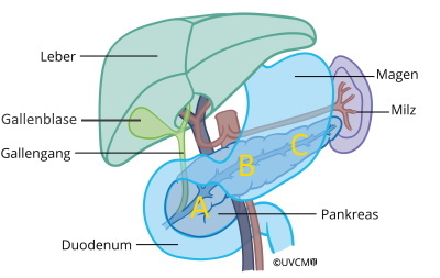 Anatomy of the pancreas